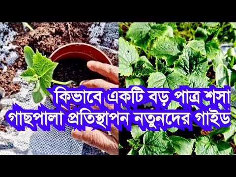 How To Transplant Your Cucumber Plants In A Larger Pot | Beginners Guide Garden Tips How To Transplant Your Cucumber Plants In A Larger Pot | Beginners Guide Garden Tips