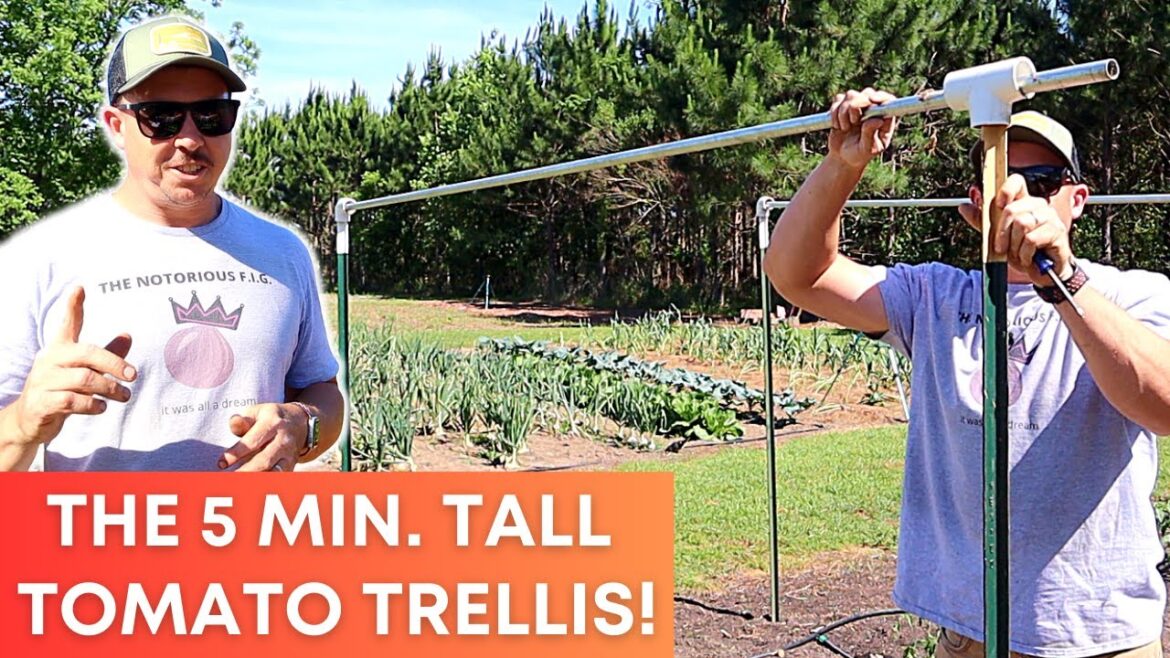 Build This Tall Tomato Trellis in Just 5 Minutes!