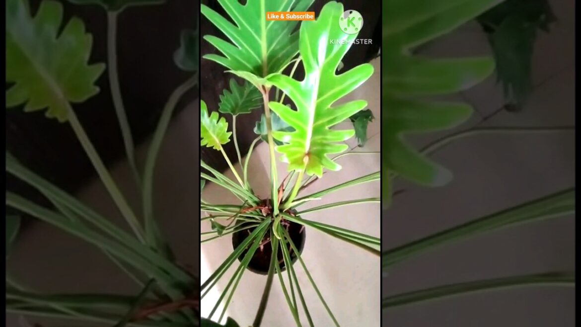 Xanadu Philodendron @Rooted Greens |Plants care & tips|#shorts #shortvideos #viral #viralvideo #grow