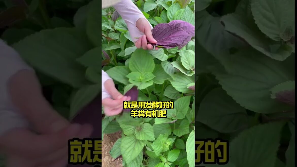 how to growth vegetable /gardening ideas for home