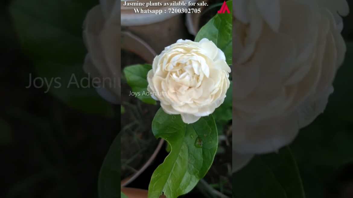 Jasmine Live Plant Available - Gundumalli - Malligai - Tuscan Jasmine - Jasmine Granduke