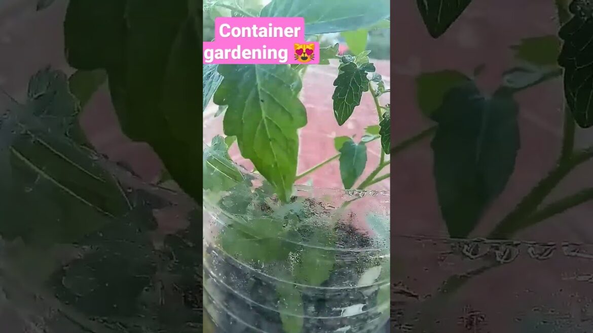 container gardening 😼 #shortsgardening#containergardening#youtubeshortsvideo#shortsviral#youtuber