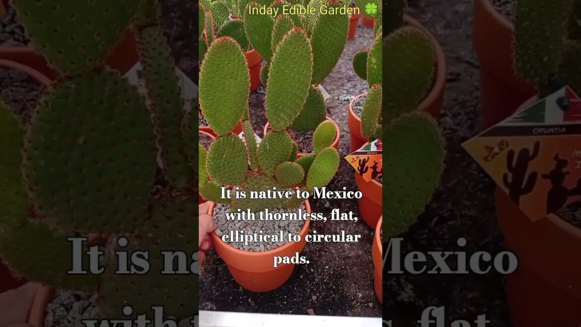 BUNNY EAR CACTUS BUNNY EAR CACTUS