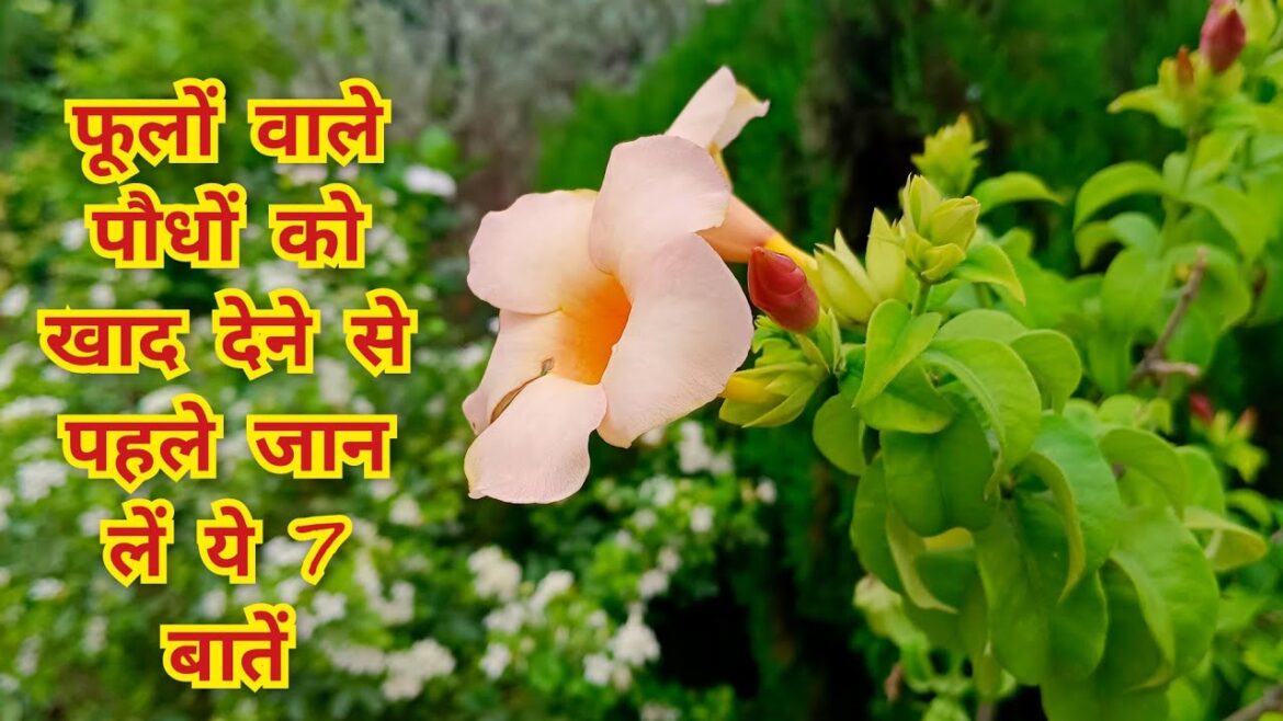 7 मूल मंत्र फूलों के पौधों को खाद देने के | gardening tips for fertilizer #gardening #fertilizer