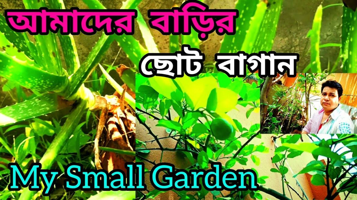 My Small Garden 😁😊|আমাদের বাড়ির ছোট বাগান|Garden|My Bengali vlog|My little garden|My vlog video|