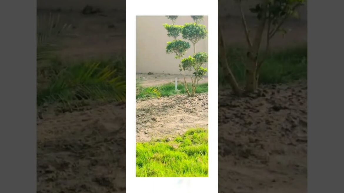 tanveer nadla work complete tanveer nadla work complete