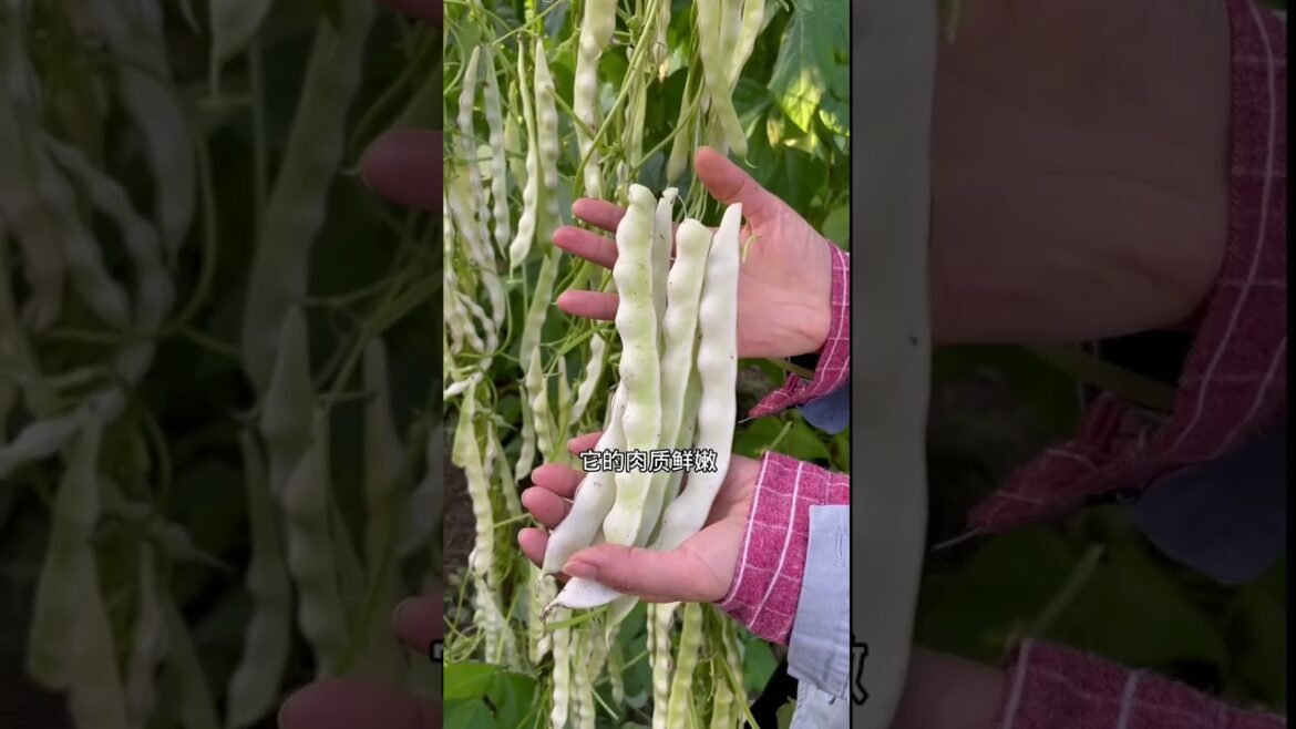 how to growth vegetable /gardening ideas for home how to growth vegetable /gardening ideas for home