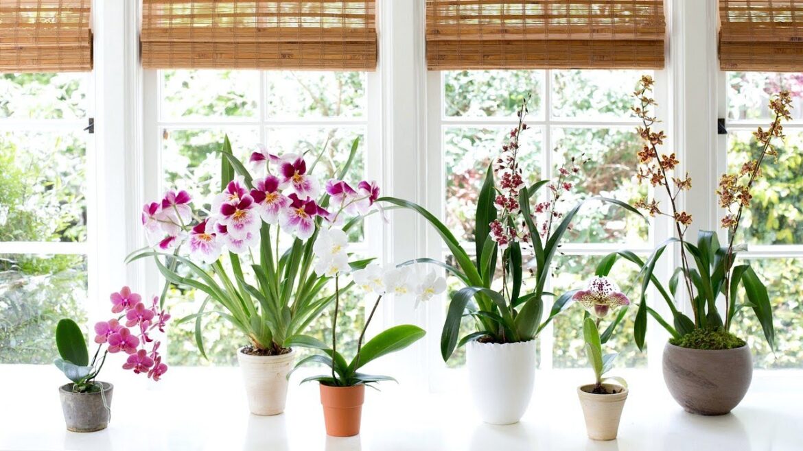 How To Grow And Repotting Orchids – Gardening Tips How To Grow And Repotting Orchids - Gardening Tips