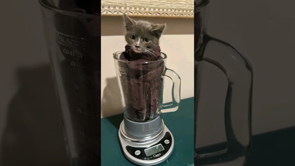 Hilarious Memes That Will Make You Laugh Out Loud 🤣 #3 #funnyvideoideas#viralcomedy#memesdailyfunny