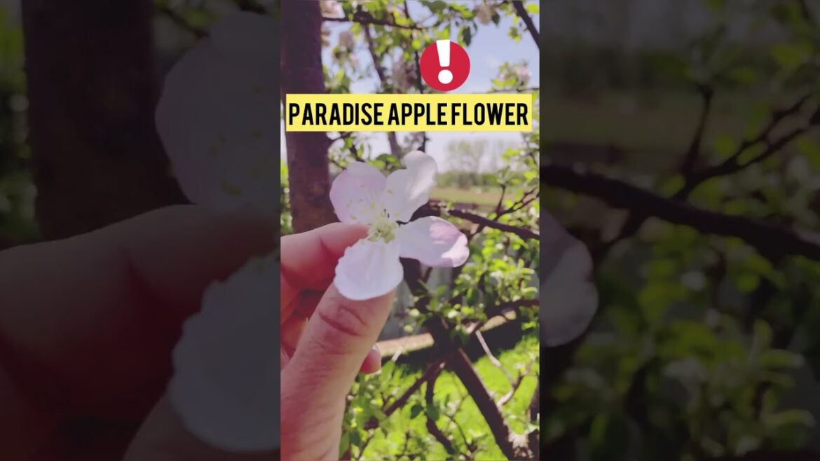 Wild Apples Flowers: Edible & Medicinal
