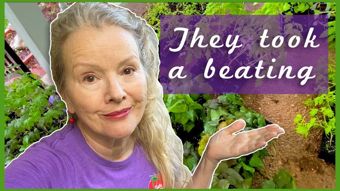 Kaye Kittrell: DELUGE! The garden was WASHING AWAY! Plus Seedling and Corn 💔Update DELUGE! The garden was WASHING AWAY! Plus Seedling and Corn 💔Update