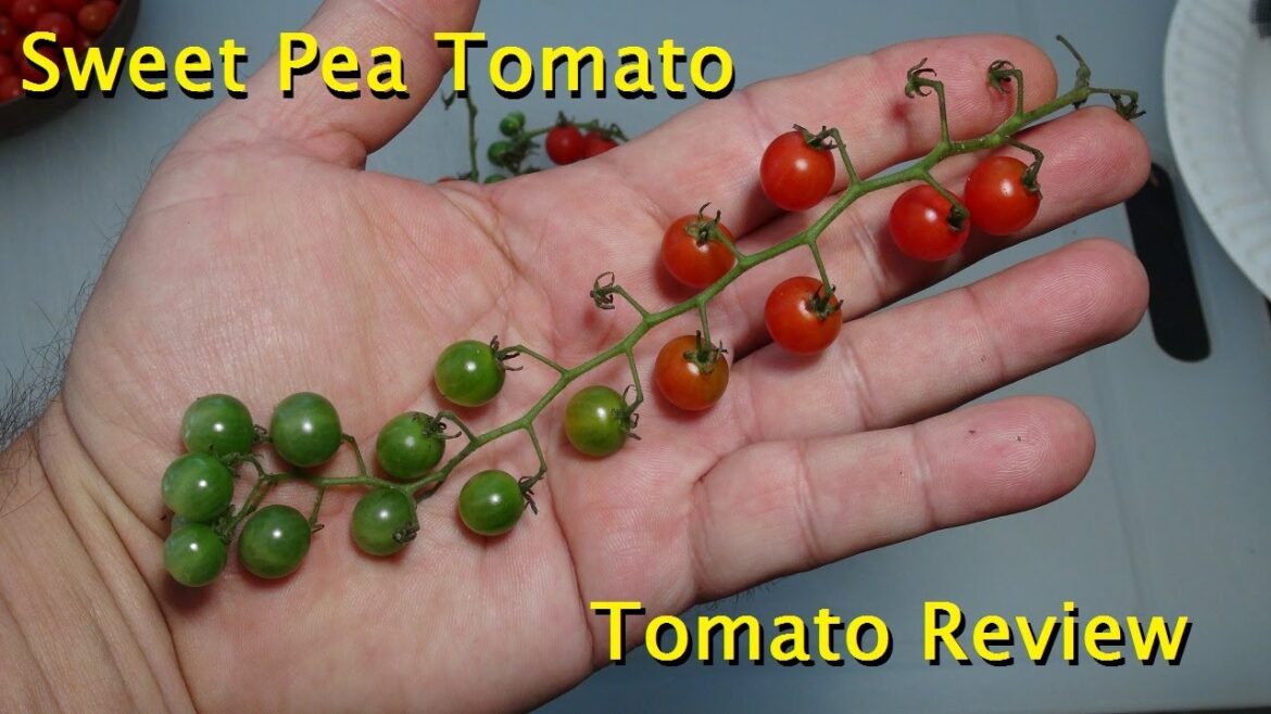 ⟹ Sweet Pea Currant Tomato | Solanum pimpinellifolium | Tomato Review 2023 ⟹ Sweet Pea Currant Tomato | Solanum pimpinellifolium | Tomato Review 2023