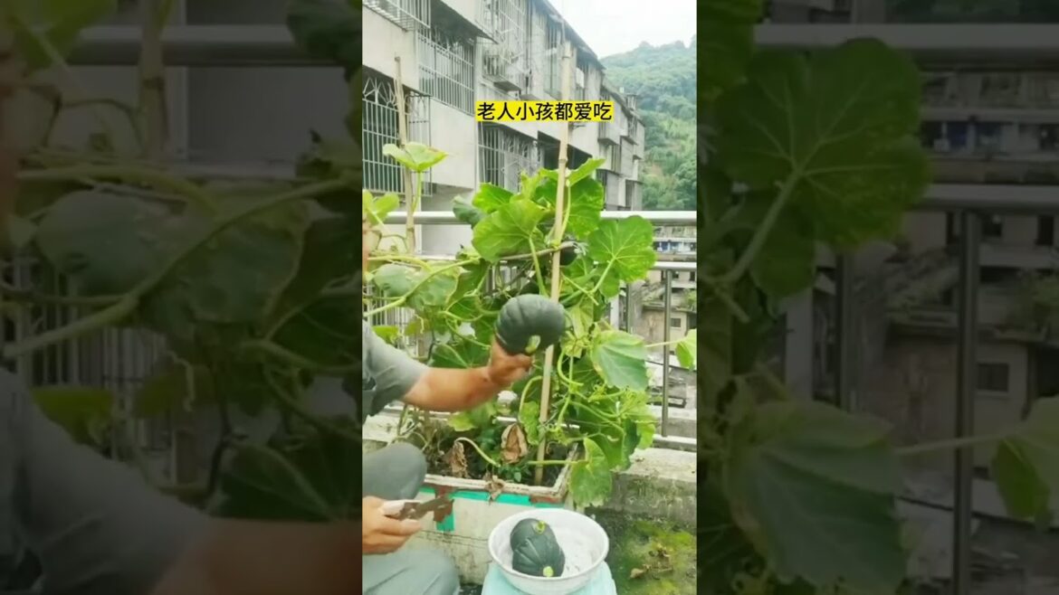 gardening ideas for home/ Inspiring vegetable /plants gardening ideas for home/ Inspiring vegetable /plants
