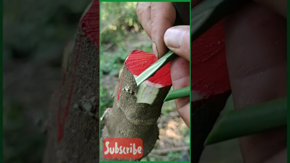 "Unlock the Secrets to the Best Grafting Techniques: Home Gardening Tips That Are Trending Now!"