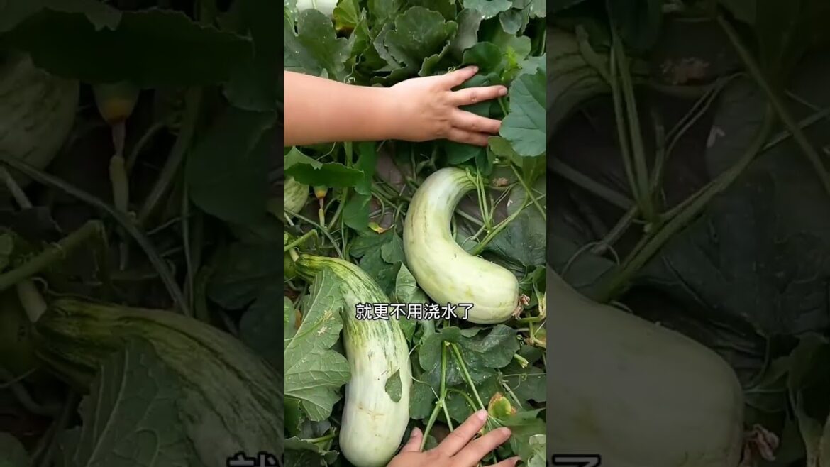 how to growth vegetable /gardening ideas for home how to growth vegetable /gardening ideas for home