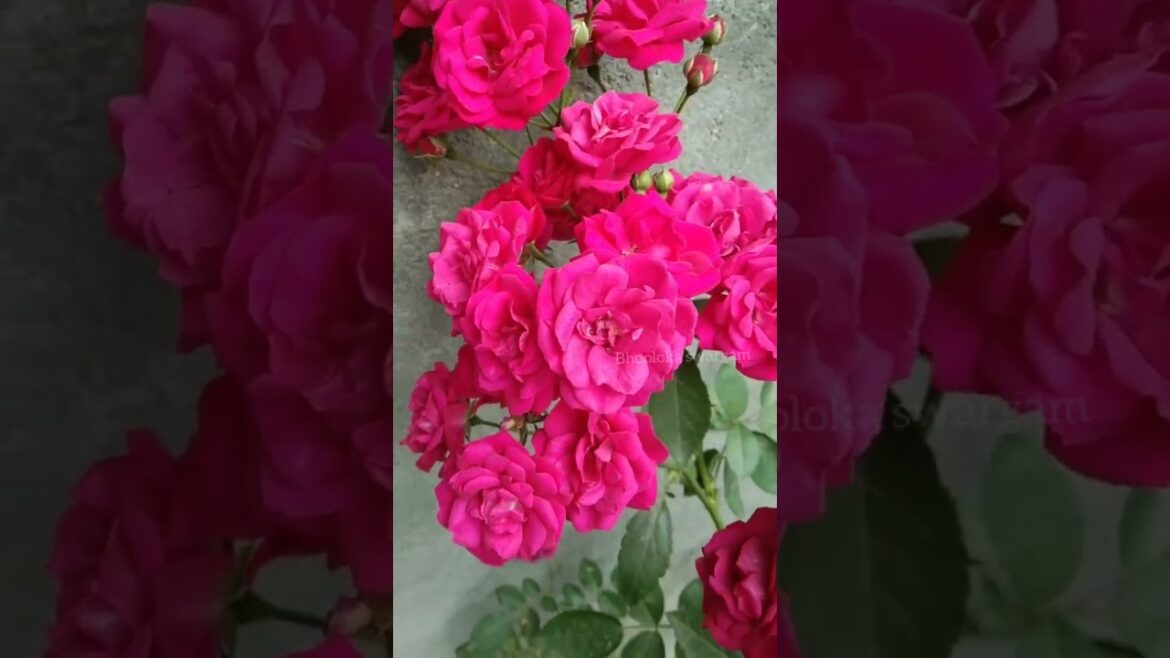 గుత్తులు గుత్తులు గా గులాబీలు roses in terrace garden #shorts #youtubeshorts #shortsyoutube #viral