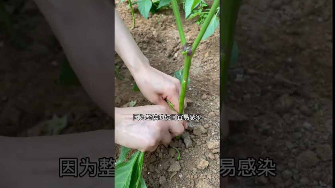 how to growth vegetable /gardening ideas for home how to growth vegetable /gardening ideas for home