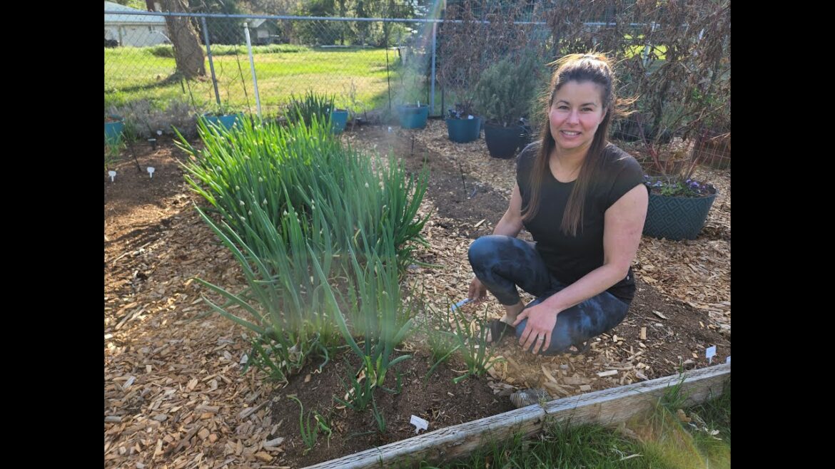 Need Some Garden Design Inspiration? I HAVE THE PLANS FOR YOU!  This Video Is Filled With Easy Ideas