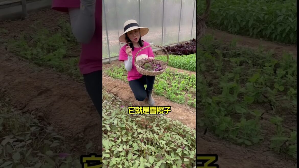 how to growth vegetable /gardening ideas for home how to growth vegetable /gardening ideas for home