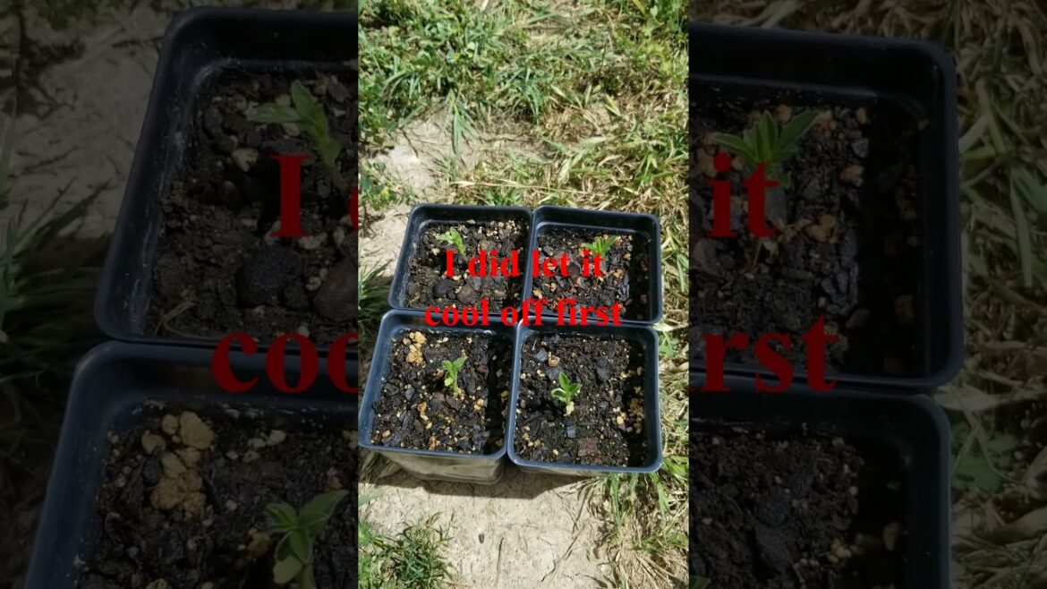 Prairie Turnip Update | Breadroot | Timpsula | Tipsin | Texas Cross Timbers Permaculture Garden Prairie Turnip Update | Breadroot | Timpsula | Tipsin | Texas Cross Timbers Permaculture Garden
