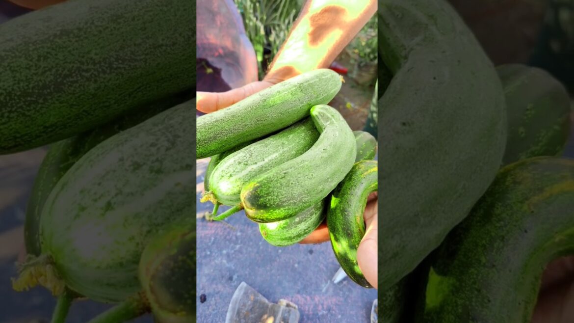 Harvesting Big Organic Cucumber | A Best Tips For Gardener #shorts #youtubeshorts #cucumber
