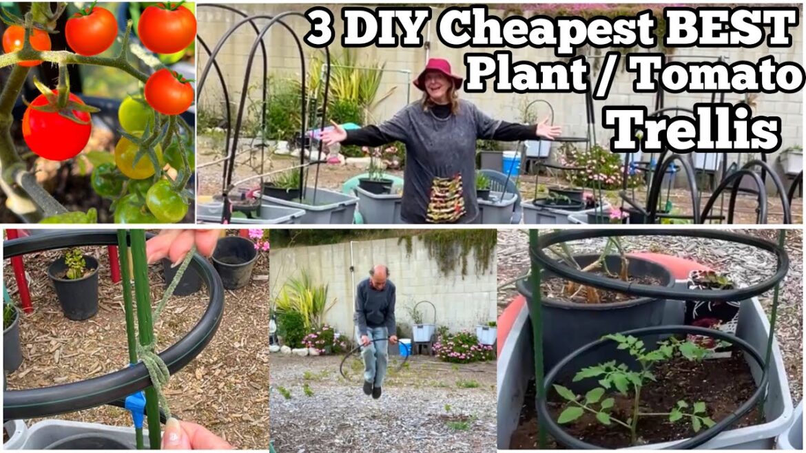 Cheapest Tomato Support Trellis Vertical Garden for ANY Container Gardening for Cucumbers Watermelon Cheapest Tomato Support Trellis Vertical Garden for ANY Container Gardening for Cucumbers Watermelon