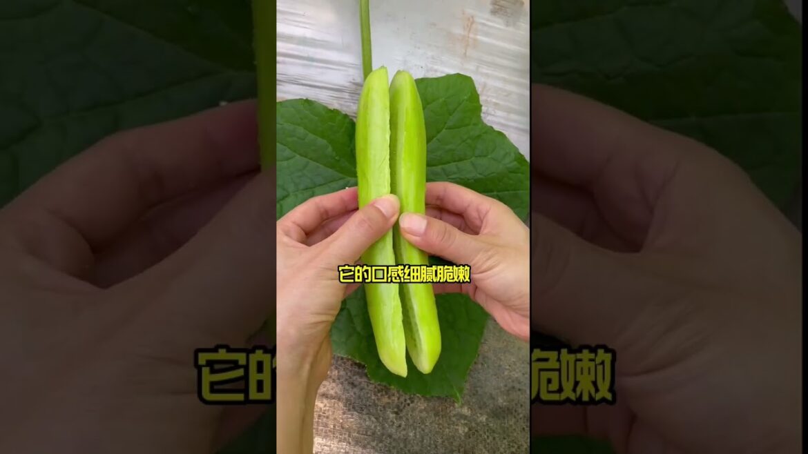 how to growth vegetable /gardening ideas for home how to growth vegetable /gardening ideas for home
