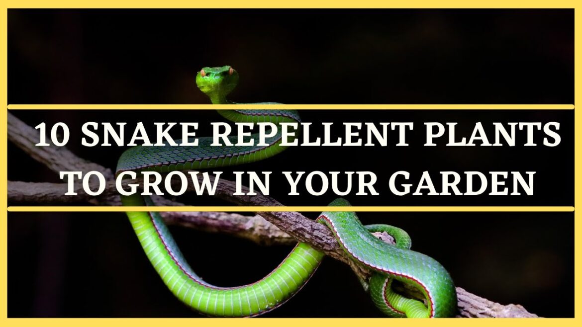 10 SNAKE REPELLENT PLANTS TO GROW IN YOUR GARDEN | GARDENING TIPS | GET RID OF SNAKES