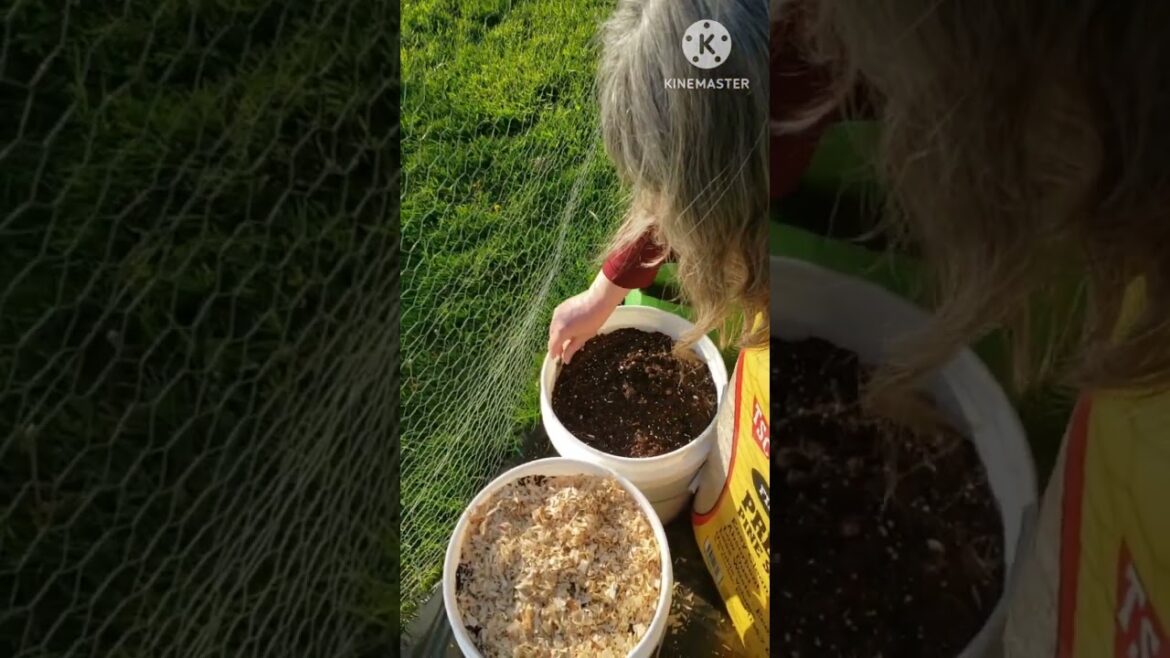 Mulching our container garden #shorts #youtubeshorts