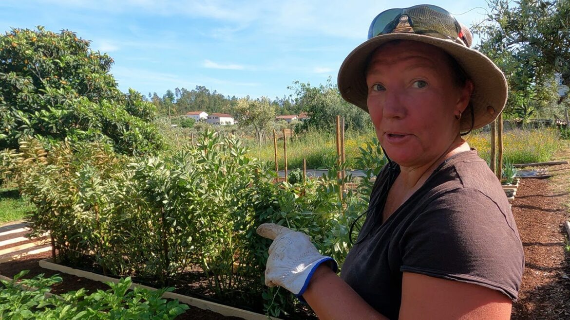 This SMALL Change Made a BIG Difference – Gardening in Portugal #nodig This SMALL Change Made a BIG Difference - Gardening in Portugal #nodig