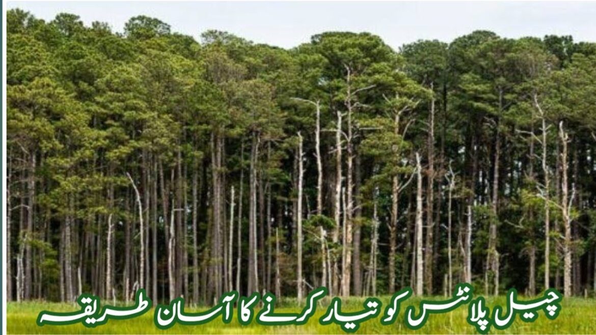 How to grow Christmas tree/pine tree from cuttings/ plant/cheer ka poda lagany ka triqa/cheer k poda