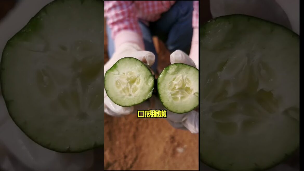 how to growth vegetable /gardening ideas for home how to growth vegetable /gardening ideas for home