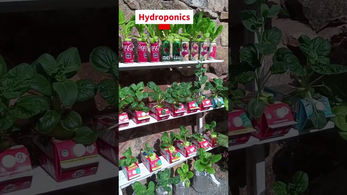 Gardening Made Easy NO Tilling, NO Wedding & Watering #gardening #hydroponics Gardening Made Easy NO Tilling, NO Wedding & Watering #gardening #hydroponics