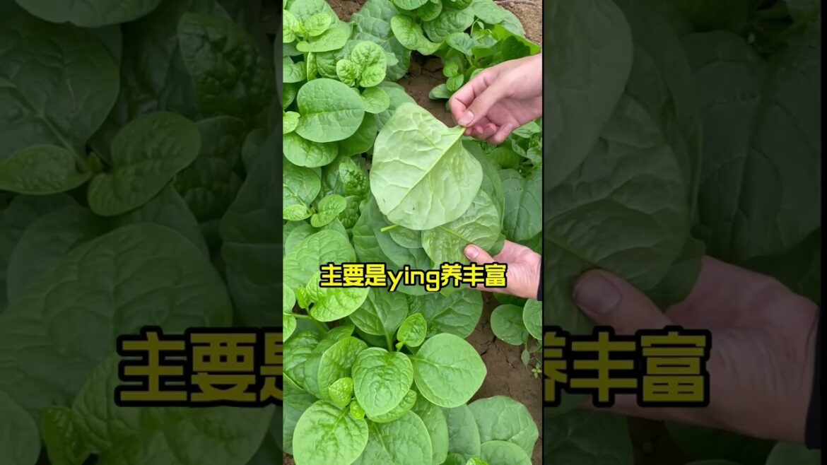 how to growth vegetable /gardening ideas for home how to growth vegetable /gardening ideas for home