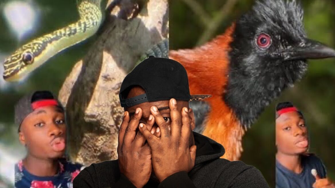 Flying Snakes, Poison Birds and a Homicidal Golf Ball