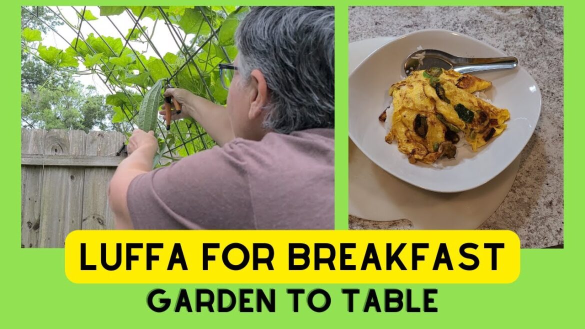 Luffa Squash For Breakfast (aka Loofah Sponge Squash) : Garden To Table