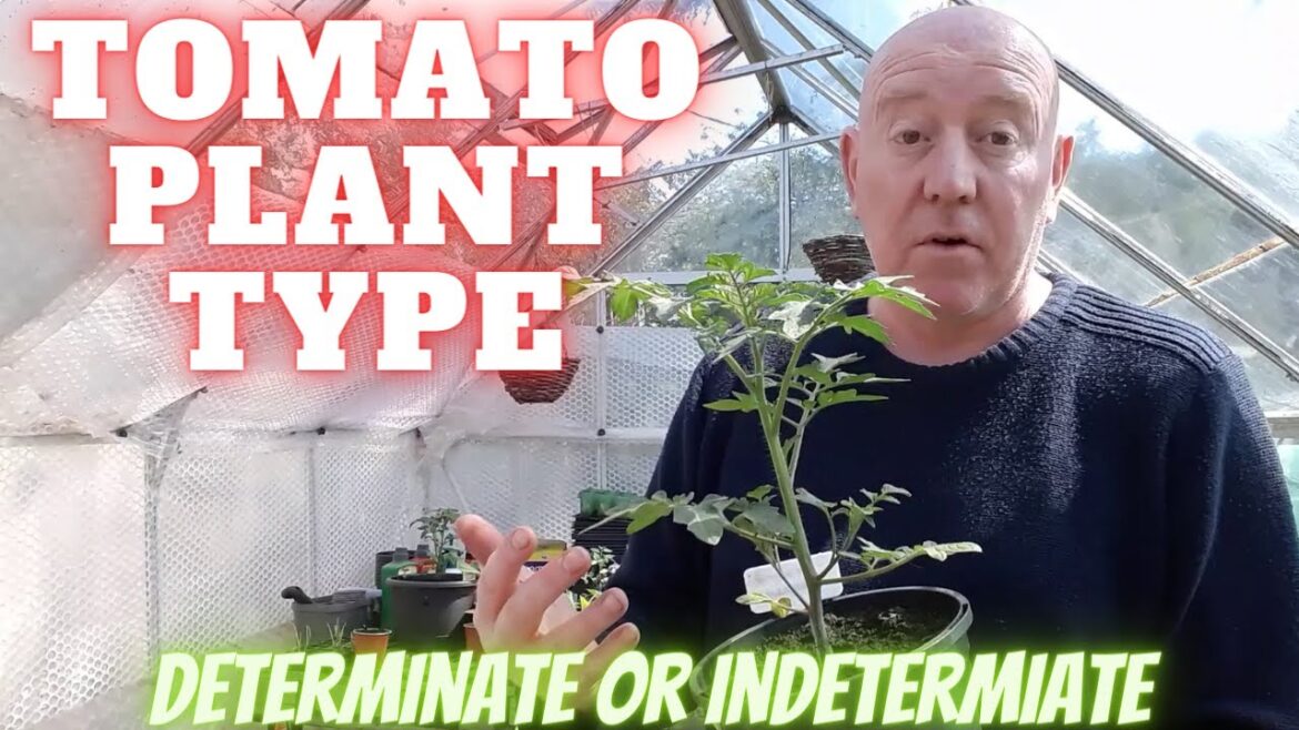Tomatoes Determinate & Indeterminate [Gardening Allotment UK] [Grow Vegetables At Home ]