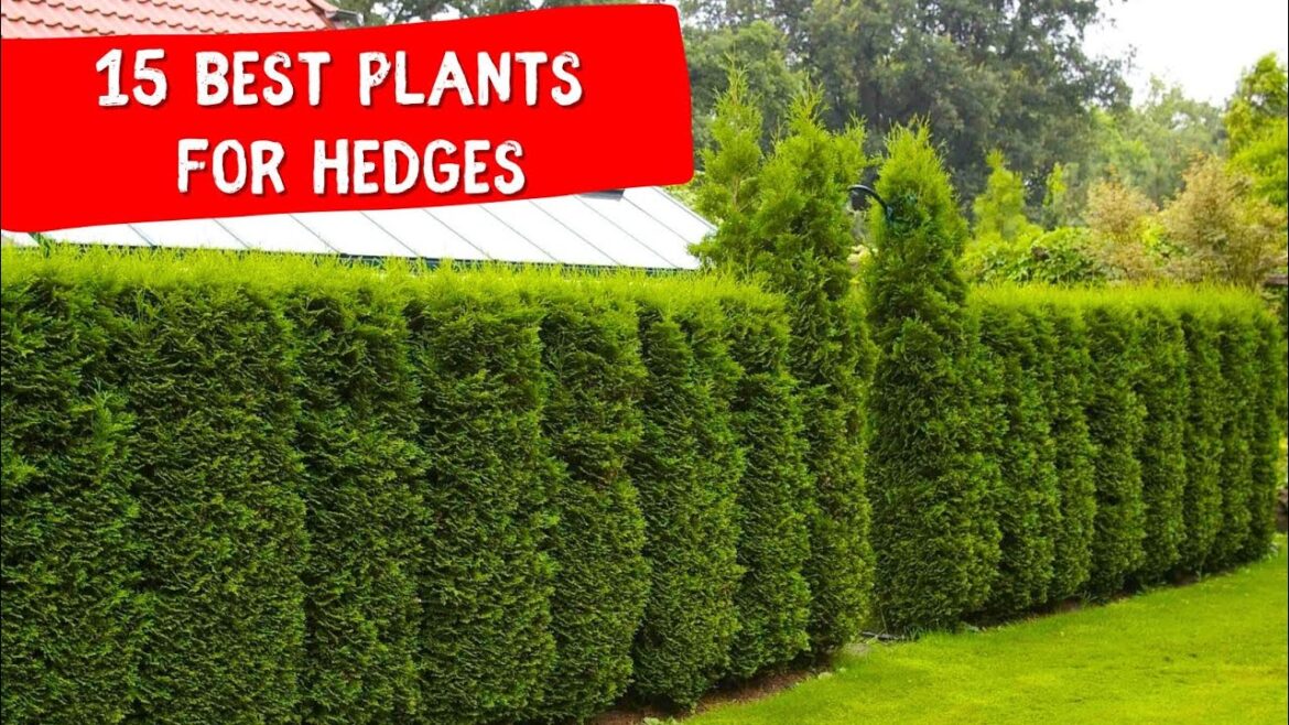 15 BEST PLANTS FOR HEDGES 🍀 IDEAS landscaping design 15 BEST PLANTS FOR HEDGES 🍀 IDEAS landscaping design