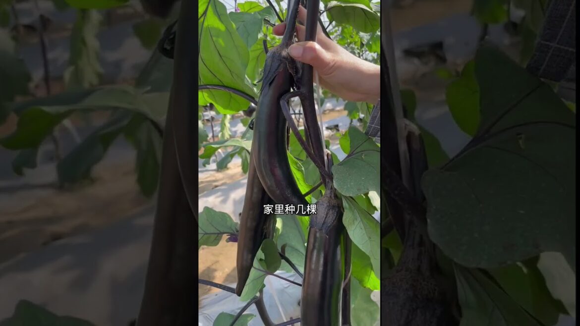 how to growth vegetable /gardening ideas for home how to growth vegetable /gardening ideas for home