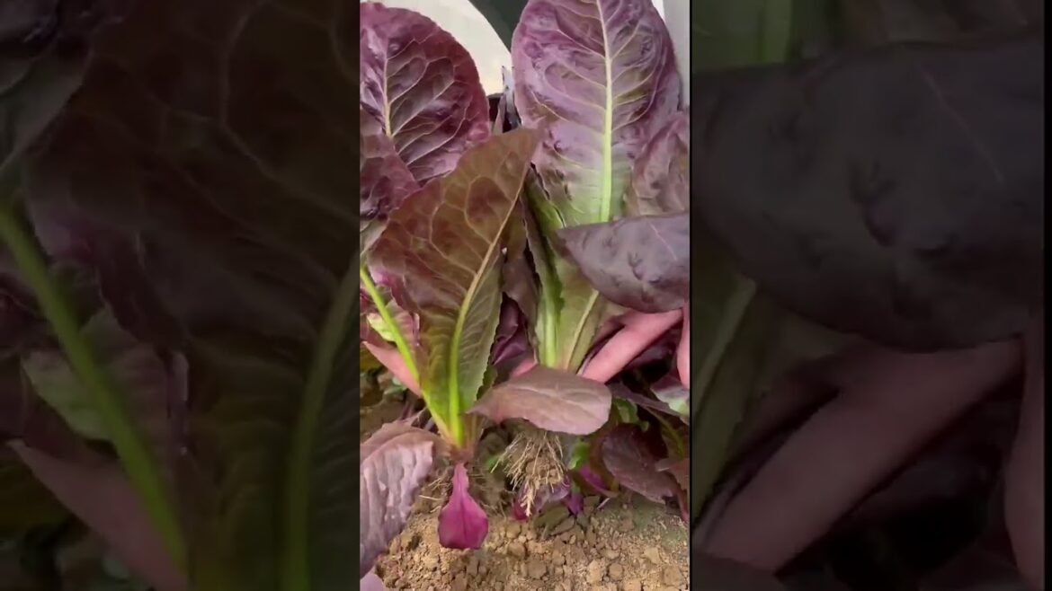 how to growth vegetable /gardening ideas for home how to growth vegetable /gardening ideas for home
