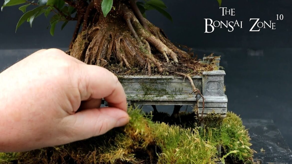 Ficus Friday, Pruning My Vietnam Style Ficus, The Bonsai Zone, April 2023