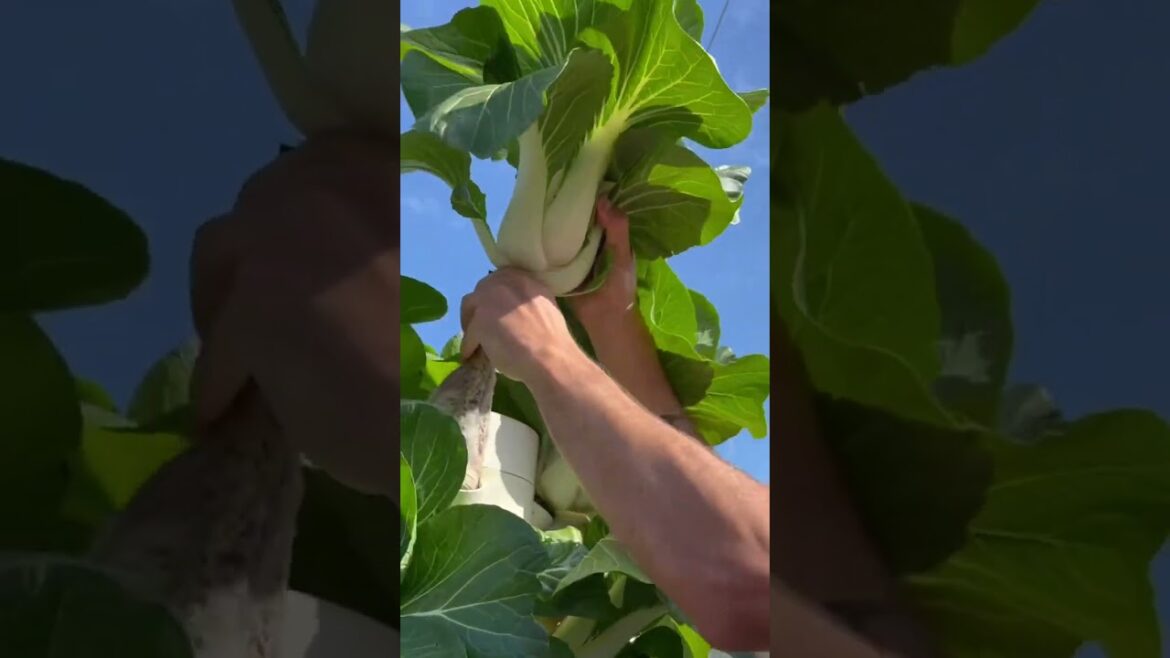 Vertical farming in Tahiti #tahiti #frenchpolynesia #towerfarms Vertical farming in Tahiti #tahiti #frenchpolynesia #towerfarms