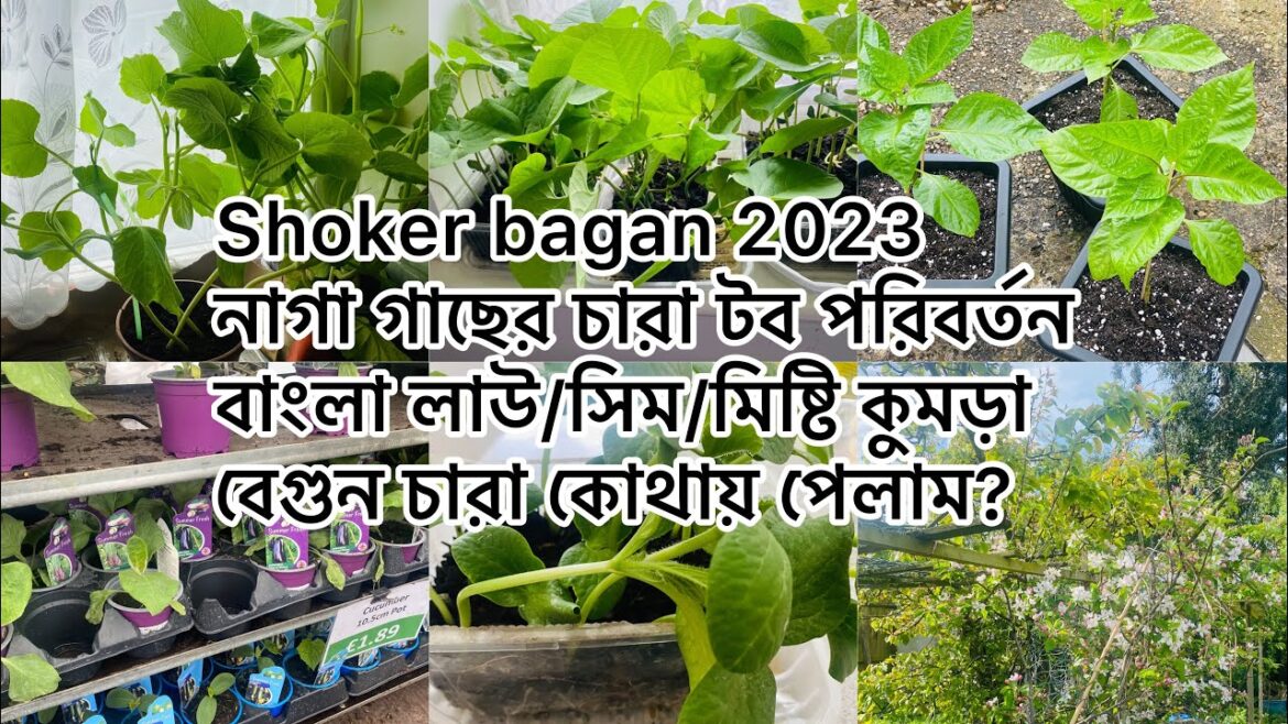 Shoker bagan 2023/নাগা গাছের চারা টব পরিবর্তন/বাংলা লাউ/সিম/মিষ্টি কুমড়া/বেগুন চারা কোথায় পেলাম?
