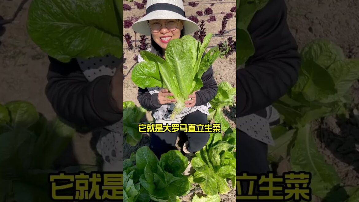 how to growth vegetable /gardening ideas for home