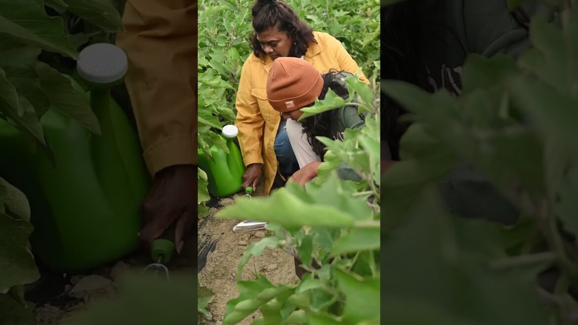 Beautiful video.amezing Gardening tips Beautiful video.amezing Gardening tips