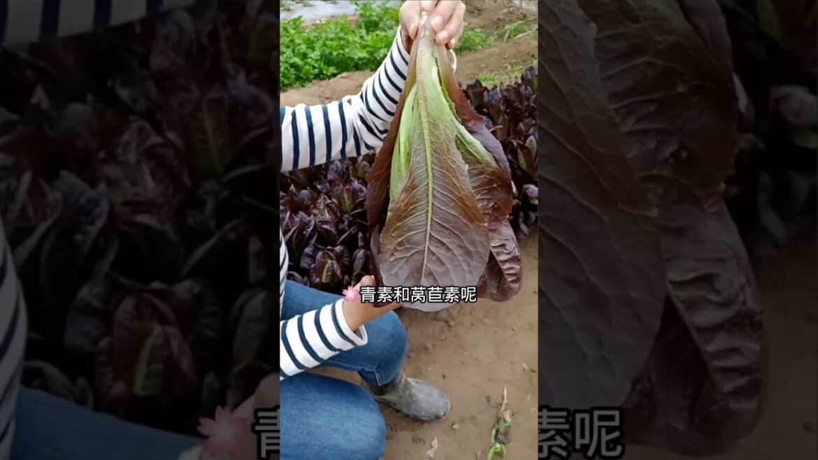 how to growth vegetable /gardening ideas for home how to growth vegetable /gardening ideas for home