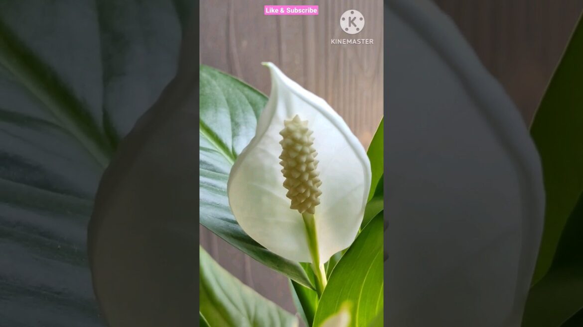 The Blooming Peace lily@Rooted Greens|Plant care & tips| #shorts #shortvideos #viral #grow #plants The Blooming Peace lily@Rooted Greens|Plant care & tips| #shorts #shortvideos #viral #grow #plants
