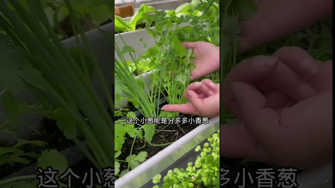 how to growth vegetable /gardening ideas for home how to growth vegetable /gardening ideas for home