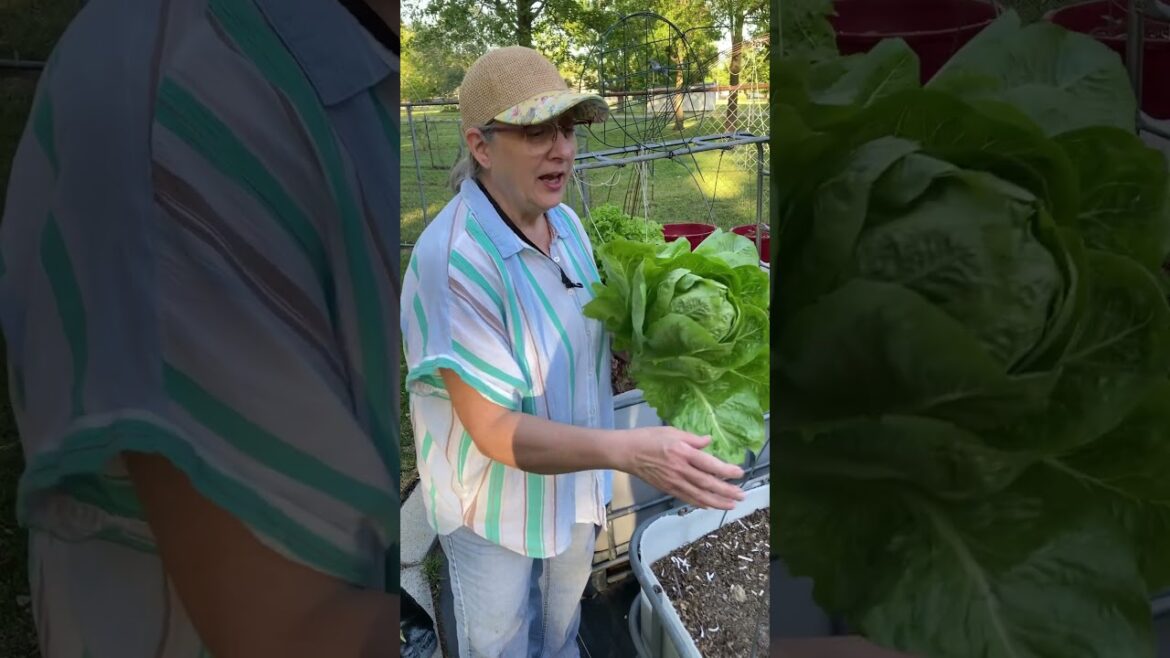 Romaine Lettuce Container Grown. #shorts