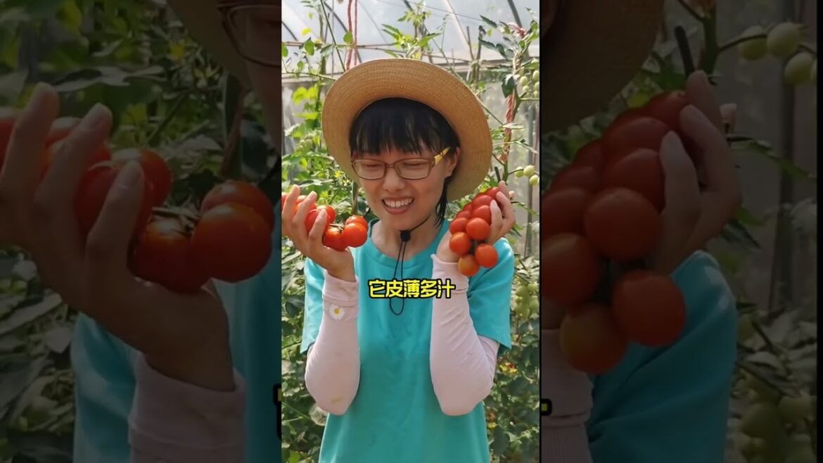 how to growth vegetable /gardening ideas for home how to growth vegetable /gardening ideas for home